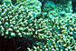 Blue-green reeffish