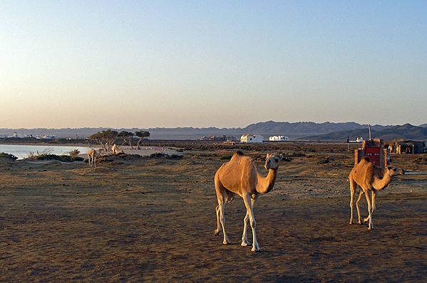 Morning camels