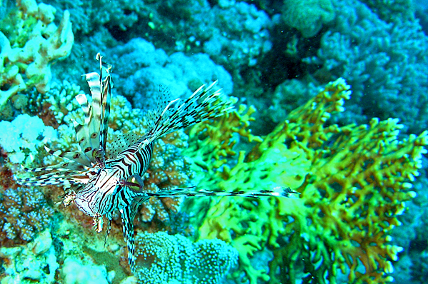 Red lionfish and Fire coral