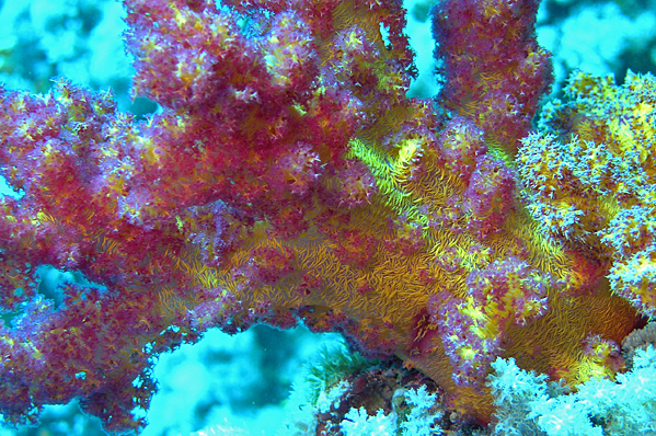 Another Cornation coral