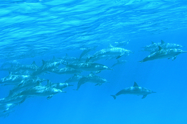 Bottlenose dolphins at Sataya
