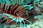 Frillfin turkeyfish