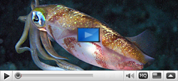 Best of Cephalopods (squids, cuttlefish and octopusses)