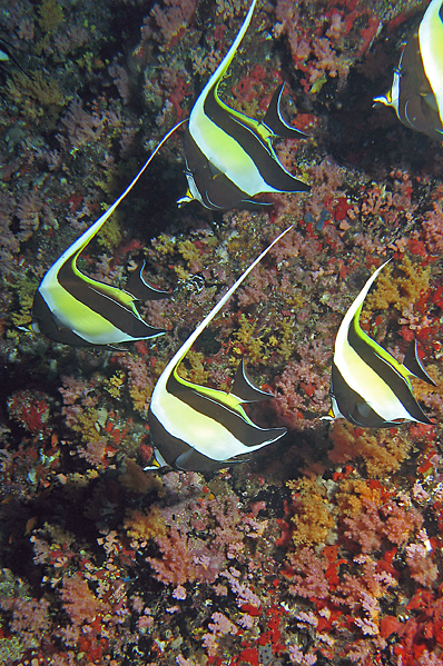 Moorish idols upside down